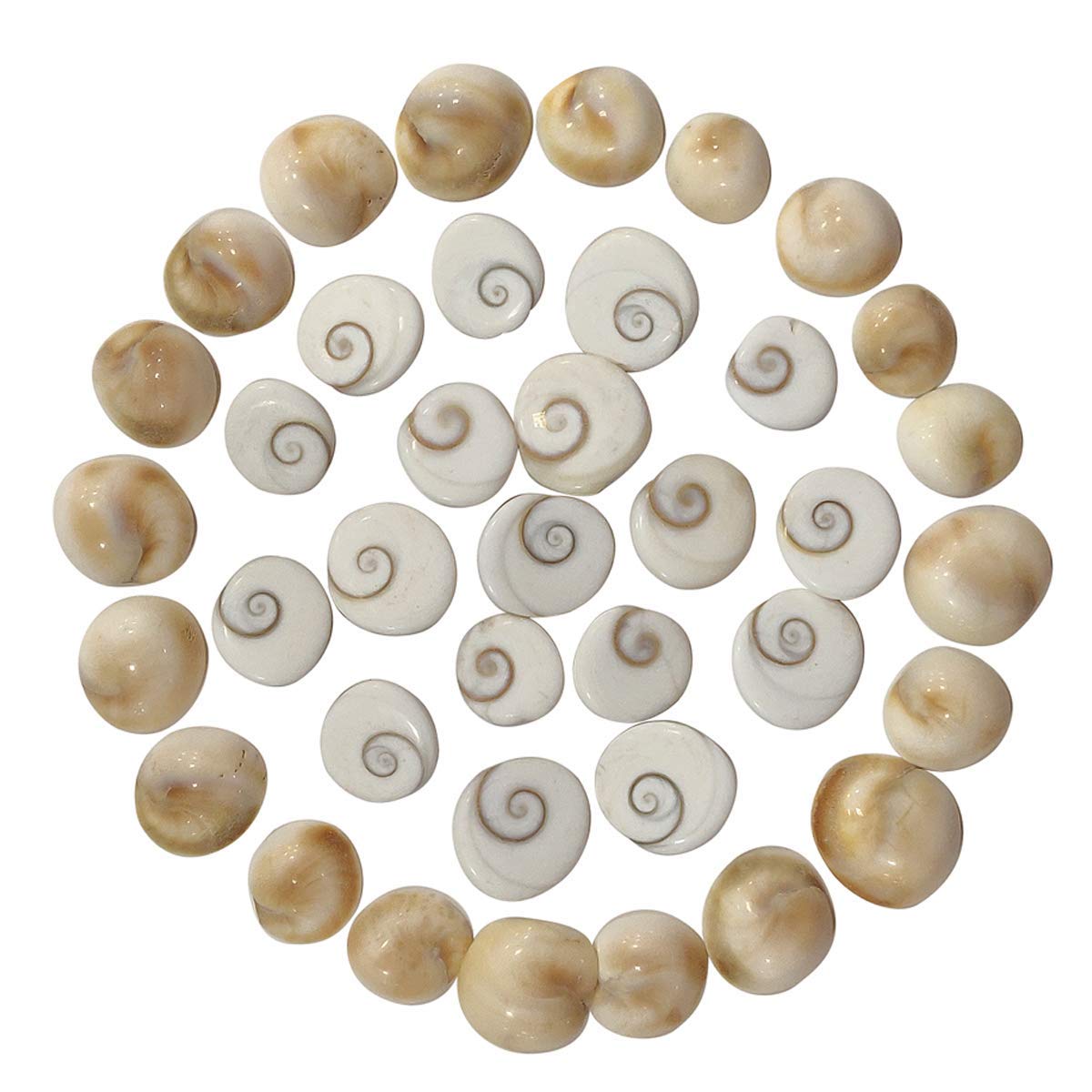 Shubhanjali Natural Gomti Chakra Original (25 Pieces), Gomati Chakra Puja Gomti Chakra from Gomathi River Dwarka for Lakshmi Diw