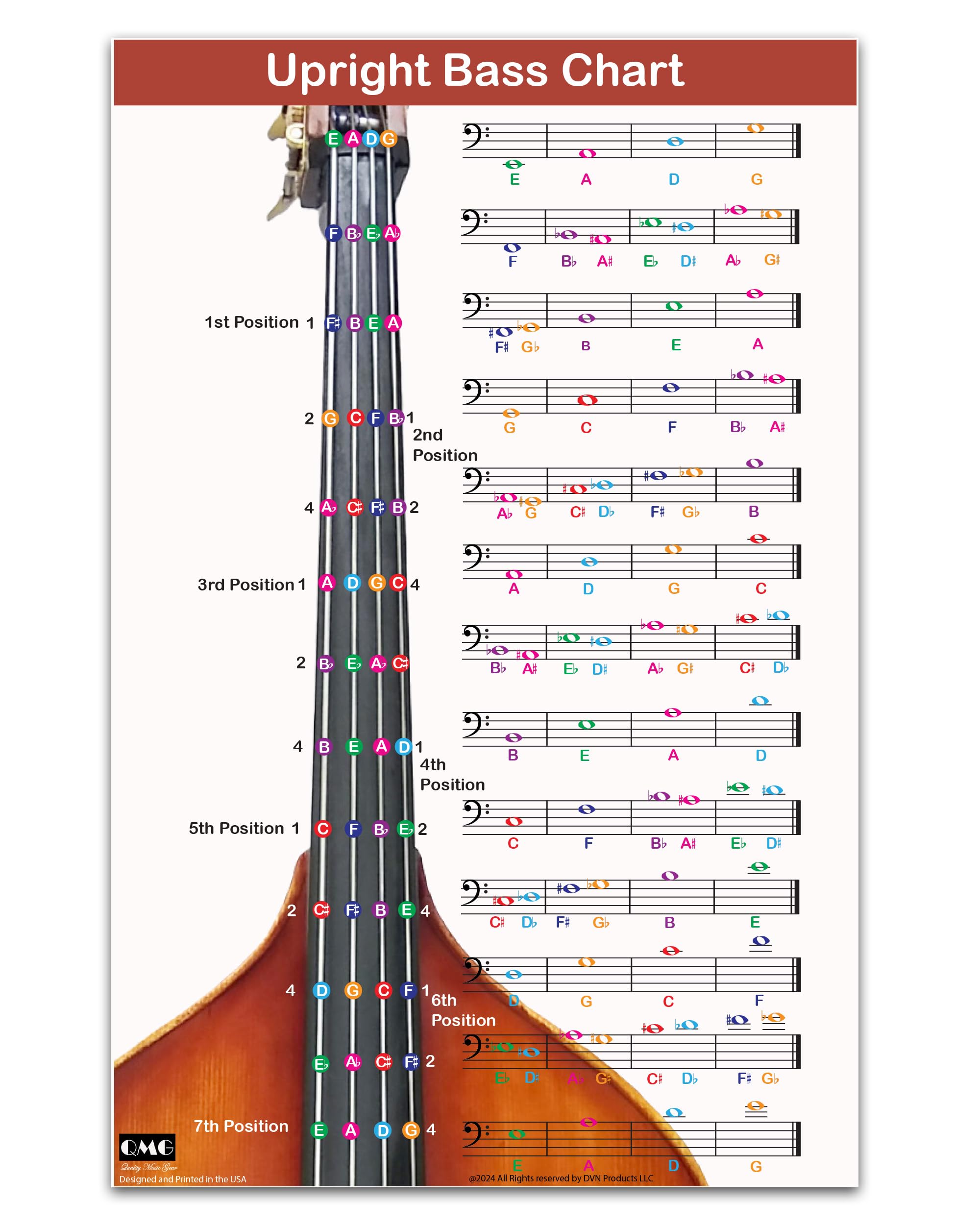 QMG Upright Bass Fingering Chart with Color-Coded Notes, Double Bass Chart Suitable for All Levels, Laminated, Size 11    x 17  